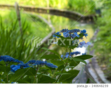 水辺に咲く紫陽花 水辺に咲く紫陽花 140648239