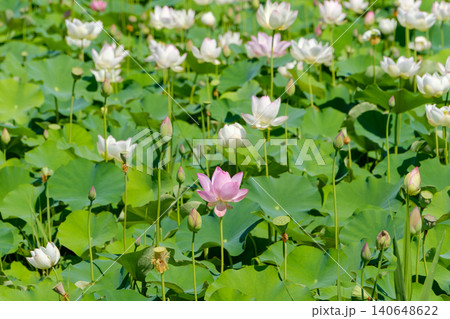 夏の太陽のもとで水面に美しく咲き誇るピンクと白の蓮の花畑 夏の太陽のもとで水面に美しく咲き誇るピンクと白の蓮の花畑 140648622