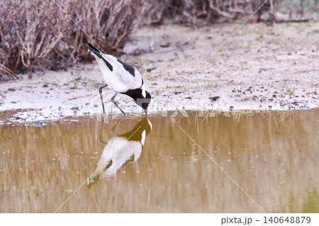 Bird, water and drink in natural habitat for conservation, ecosystem and environment for wildlife. Blacksmith, lapwing and wetland in Rural Kenya in Tanzania, nature and feathered animal in lake. 140648879