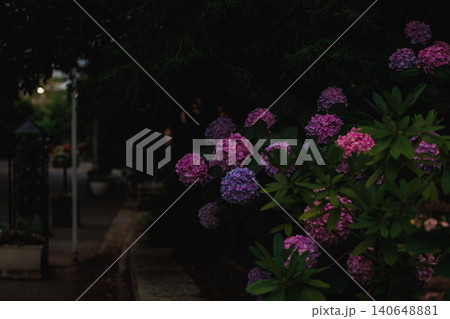 紫陽花 140648881