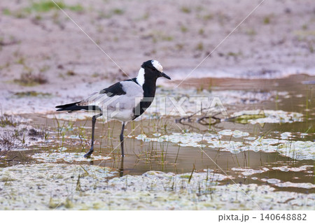 Bird, water and walk in natural habitat for conservation, ecosystem and environment for wildlife. Blacksmith, lapwing and wetland in Rural Kenya in Tanzania, nature and feathered animal in lake. 140648882