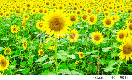 夏の花・満開のひまわり 140649011