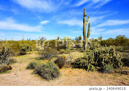 Old Saguaro Cactus Sonora desert Arizona 140649018