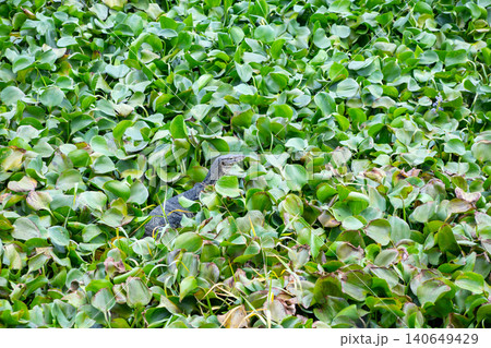 Asian water monitor lying on a canal with green water and water hyacinth 140649429
