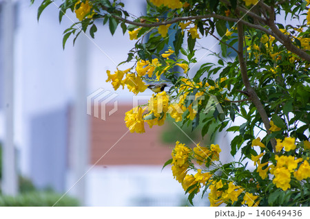 View of Olive backed Sunbird on the Yellow elder flower, focus selective View of Olive backed Sunbird on the Yellow elder flower, focus selective 140649436