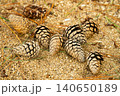 砂地と松葉の上に落ちたまつぼっくり 140650189