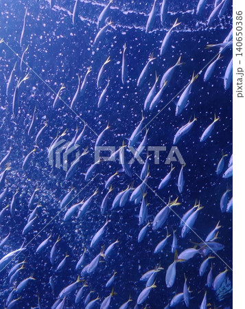 Large School of Blue Fish Swimming Together in Aquarium Large School of Blue Fish Swimming Together in Aquarium 140650386