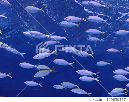 Silver Fish School Swimming Near Surface in Blue Tank Silver Fish School Swimming Near Surface in Blue Tank 140650387