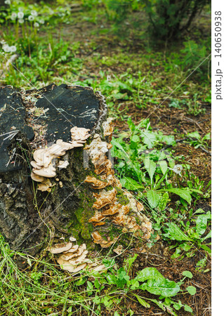 Mushrooms grow on a tree stump in a forest during springtime with green grass and plants surrounding the area Mushrooms grow on a tree stump in a forest during springtime with green grass and plants surrounding the area 140650938