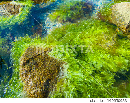 Bright green seaweed grows among rocks in clear water during a sunny day at the shore Bright green seaweed grows among rocks in clear water during a sunny day at the shore 140650988