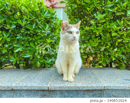 Cat sitting on a stone ledge in a garden surrounded by green bushes during daylight hours Cat sitting on a stone ledge in a garden surrounded by green bushes during daylight hours 140651024