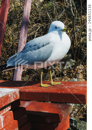 Seagull stands on red wood beside rocks in a sunny setting near a water body during the daytime Seagull stands on red wood beside rocks in a sunny setting near a water body during the daytime 140651116
