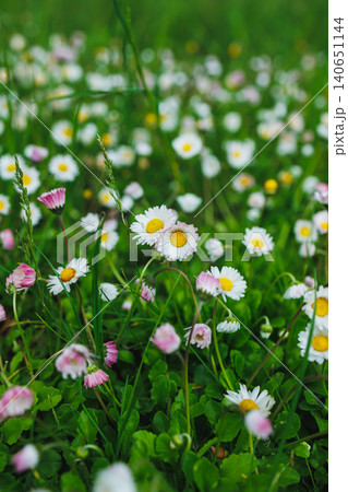 Wildflowers bloom in a grassy field during spring, creating a colorful scene filled with daisies and other small flowers in the daylight Wildflowers bloom in a grassy field during spring, creating a colorful scene filled with daisies and other small flowers in the daylight 140651144