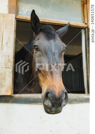Horse looks out from a stable window in the countryside during daylight in a rural setting Horse looks out from a stable window in the countryside during daylight in a rural setting 140651578