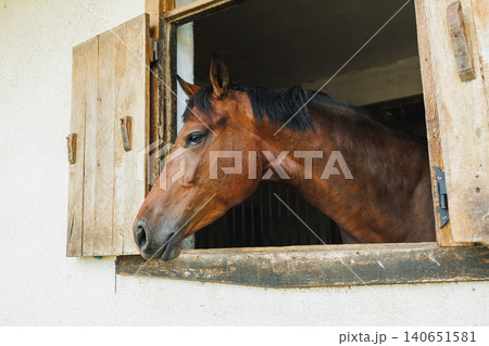 Horse looks out of barn window during afternoon on a farm in a rural area Horse looks out of barn window during afternoon on a farm in a rural area 140651581