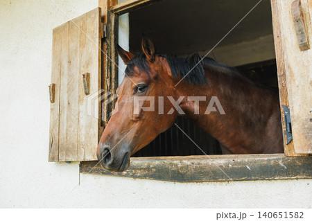 Horse looks out of stable window during daytime at a farm in the countryside Horse looks out of stable window during daytime at a farm in the countryside 140651582