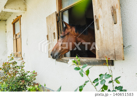 Horse looks out of window in stable during daylight hours in rural setting surrounded by plants and foliage 140651583