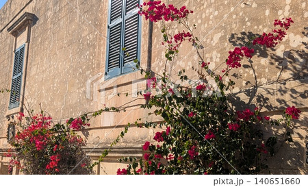 Red bougainvillea blooming on the wall in the old city  140651660