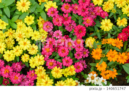 Top view of Colorful Zinnia flowers. Beautiful flowers background. Top view of Colorful Zinnia flowers. Beautiful flowers background. 140651747