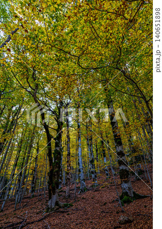 Colorful beech fall forest in Ordesa and Monte Perdido National park, Pyrenees, Aragon in Spain 140651898