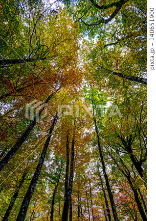 Colorful beech fall forest in Ordesa and Monte Perdido National park, Pyrenees, Aragon in Spain Colorful beech fall forest in Ordesa and Monte Perdido National park, Pyrenees, Aragon in Spain 140651900