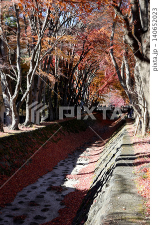 Autumn Maple Tree Tunnel Along Dry Riverbed Path in Japan 140652023