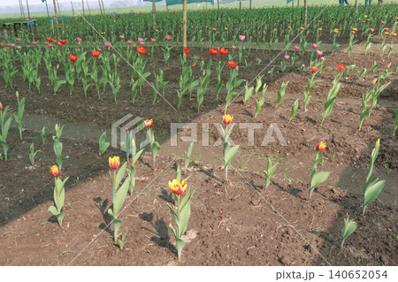 Tulip flower plant on field in farm for harvest Tulip flower plant on field in farm for harvest 140652054