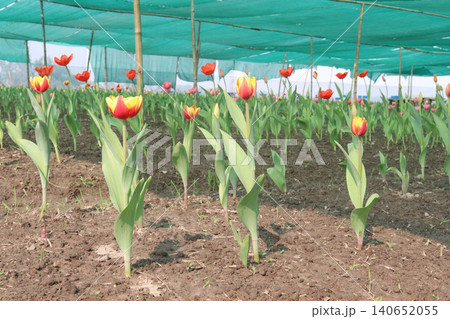 Tulip flower plant on field in farm for harvest 140652055