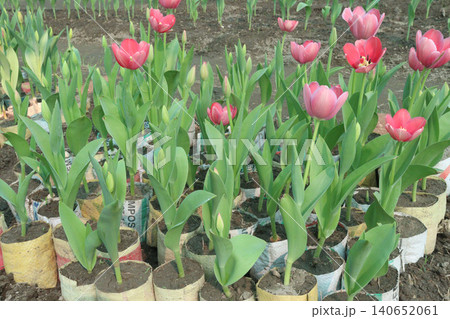 Tulip flower plant on field in farm for harvest Tulip flower plant on field in farm for harvest 140652061