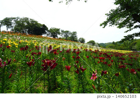 可睡ゆりの園 五色の丘 袋井市 可睡ゆりの園 五色の丘 袋井市 140652103
