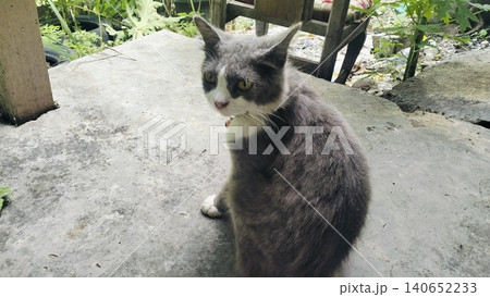Domestic grey and white cat sitting on concrete floor outdoors 140652233