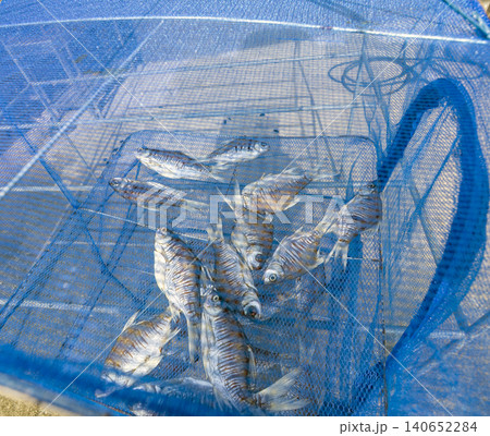 Small salted fish drying inside blue plastic mesh net cover protecting from flies and insects, traditional Thai food preservation method, hygienic outdoor sun drying process for local cuisine Small salted fish drying inside blue plastic mesh net cover protecting from flies and insects, traditional Thai food preservation method, hygienic outdoor sun drying process for local cuisine 140652284