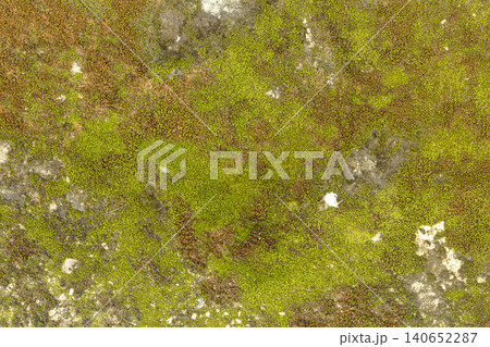 Close Up Top View of Vibrant Green and Rusty Brown Moss Texture Growing on Weathered Gray Stone Concrete Surface Natural Organic Botanical Background with Rich Detail Close Up Top View of Vibrant Green and Rusty Brown Moss Texture Growing on Weathered Gray Stone Concrete Surface Natural Organic Botanical Background with Rich Detail 140652287