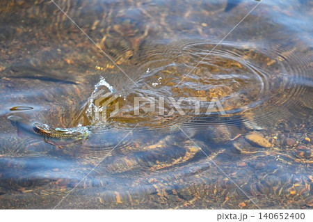 水をはねるオイカワ 静岡 水をはねるオイカワ 静岡 140652400