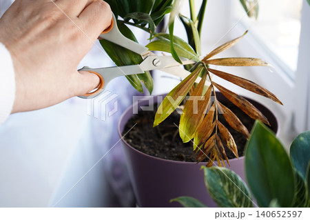 In the close up, you can see how a hand with scissors cuts off a dry leaf of an indoor palm tree. Talking about diseases of domestic plants. 140652597