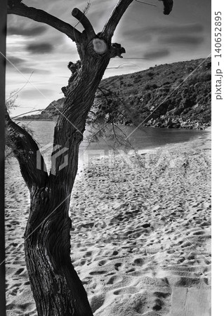 Lonely tree on sandy beach at Mediterranean coastline in summer Lonely tree on sandy beach at Mediterranean coastline in summer 140652895
