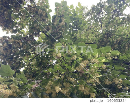 Linden tree blooming in summer Linden tree blooming in summer 140653224