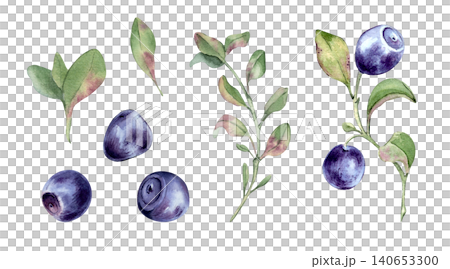 Watercolor illustration of juicy bilberry and blueberry collection isolated on. Hand painted botanical elements clipart with forest northern berry and green leaf. Set for organic food packaging. Watercolor illustration of juicy bilberry and blueberry collection isolated on. Hand painted botanical elements clipart with forest northern berry and green leaf. Set for organic food packaging. 140653300
