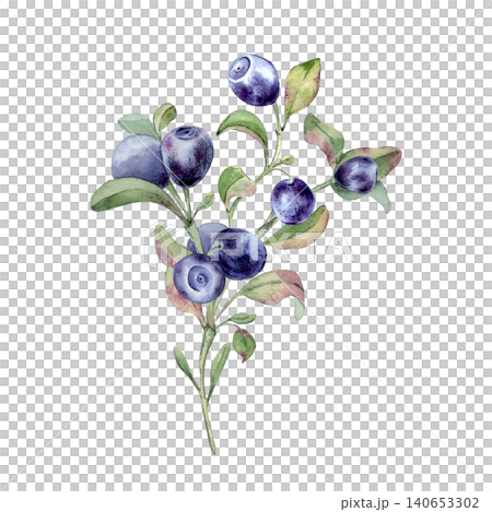 Watercolor illustration of a bilberry shrub with fresh berries and green foliage isolated. Botanical hand drawn whortleberry art. Natural element for superfood design and culinary recipe decoration. Watercolor illustration of a bilberry shrub with fresh berries and green foliage isolated. Botanical hand drawn whortleberry art. Natural element for superfood design and culinary recipe decoration. 140653302