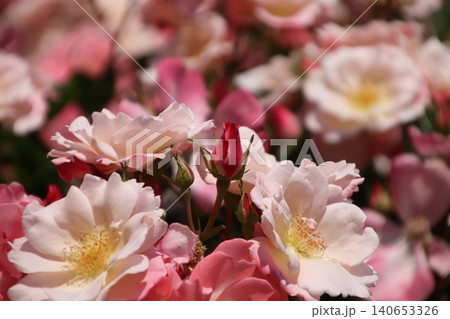 薔薇の蕾と満開のバラ 140653326