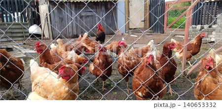 A group of brown chickens with red combs stands behind a wire mesh fence in a rustic farmyard with wooden sheds and dirt ground... A group of brown chickens with red combs stands behind a wire mesh fence in a rustic farmyard with wooden sheds and dirt ground... 140653332