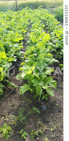 A top-down view of a garden bed with rows of broad-leaf greens and feathery herbs growing in dark, moist soil.... A top-down view of a garden bed with rows of broad-leaf greens and feathery herbs growing in dark, moist soil.... 140653335
