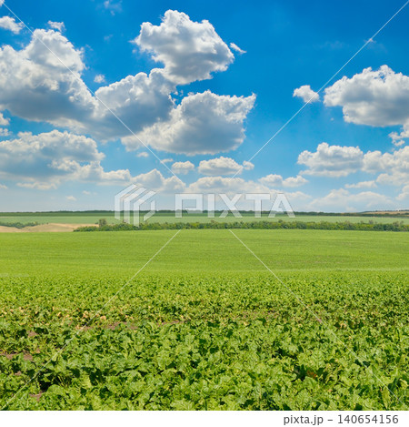 Wide agricultural field of green sugar beet plantation stretching to the horizon under a vibrant blue sky with fluffy white cumulus clouds, generic summer landscape background, square frame. Wide agricultural field of green sugar beet plantation stretching to the horizon under a vibrant blue sky with fluffy white cumulus clouds, generic summer landscape background, square frame. 140654156