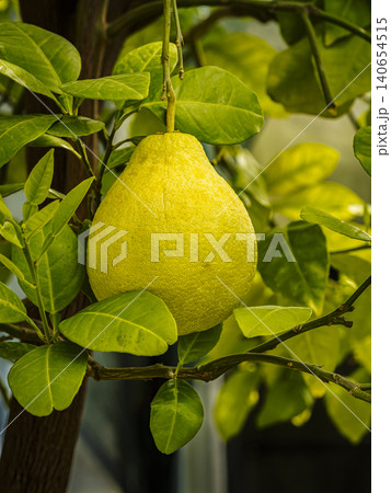 Close-Up Of Ripe Pomelo Hanging On A Citrus Tree Surrounded By Lush Green Leaves Close-Up Of Ripe Pomelo Hanging On A Citrus Tree Surrounded By Lush Green Leaves 140654515