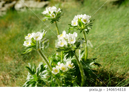 Anemonastrum narcissiflorum, charming the narcissus anemone narcissiflora flowered somewhat like anemone buttercup narcissus-flowered wild delicate flowering white cluster color native plant growing Anemonastrum narcissiflorum, charming the narcissus anemone narcissiflora flowered somewhat like anemone buttercup narcissus-flowered wild delicate flowering white cluster color native plant growing 140654818