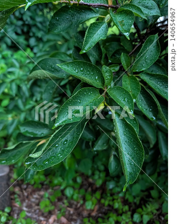 雨粒をまとった緑の葉のクローズアップ / 自然の潤いを感じる植物素材 雨粒をまとった緑の葉のクローズアップ / 自然の潤いを感じる植物素材 140654967