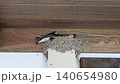 巣に止まるツバメ 140654980