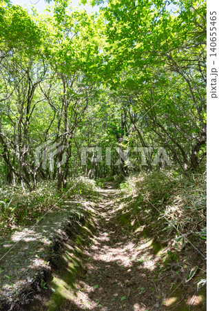 新緑の森の中の自然研究路の風景 新緑の森の中の自然研究路の風景 140655465