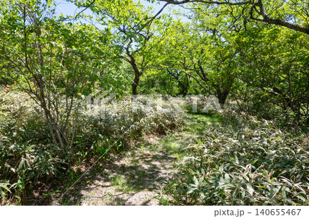 新緑の森の中の自然研究路の風景 新緑の森の中の自然研究路の風景 140655467
