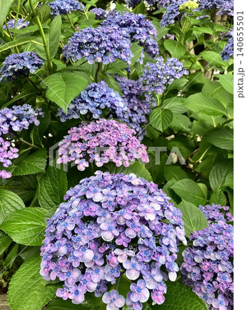 梅雨に咲く紫陽花 140655501